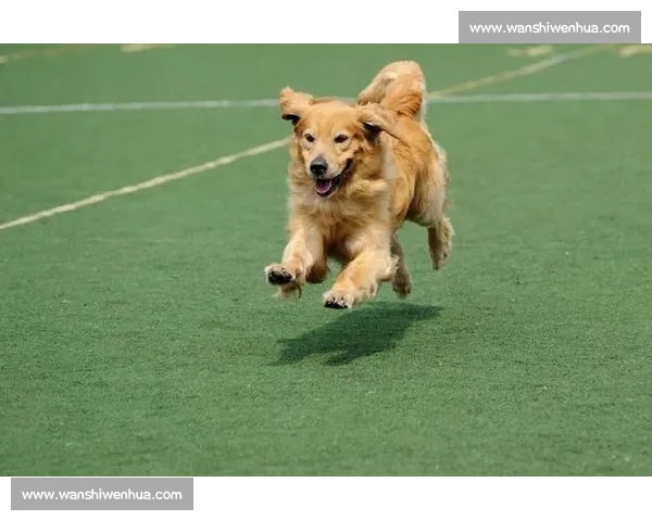 赛场上的精英犬种展示风采各具特色 引领狗狗比赛新潮流
